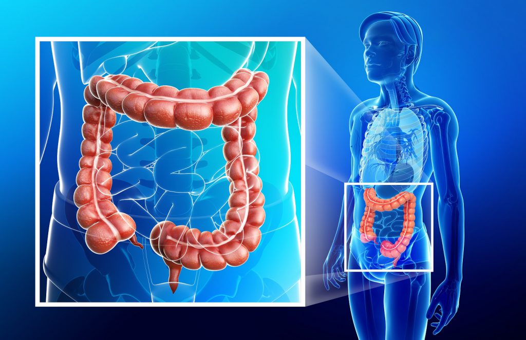 Illustration of male large intestine anatomy